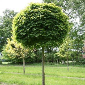 Клен остролистный 'Globosum'