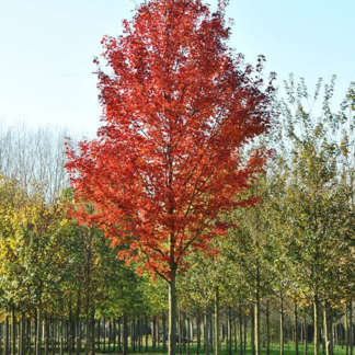 Клен красный 'Brandywine'