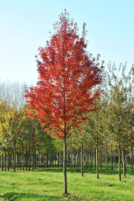 Клен красный 'Brandywine'