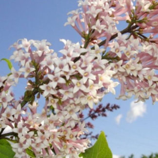 Сирень жемчужная 'Pink Pearl'