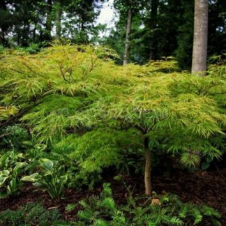 Клен дланевидный 'Dissectum in var'