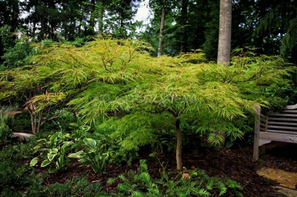 Клен дланевидный 'Dissectum in var'