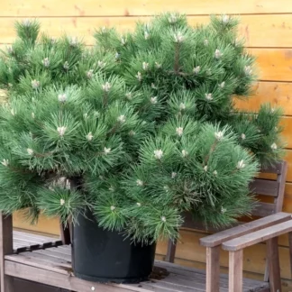 Сосна черная 'Hornibrookiana', форма облако