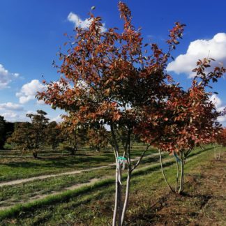 Ирга Ламарка