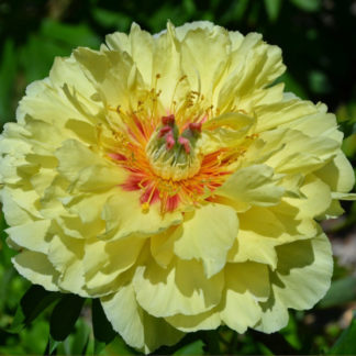 Пион Ито 'Garden Treasure'