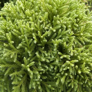 Криптомерия японская 'Globosa Nana'