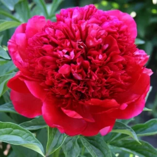 Пион 'Red Charm'