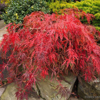 Клен дланевидный 'Dissectum in var'
