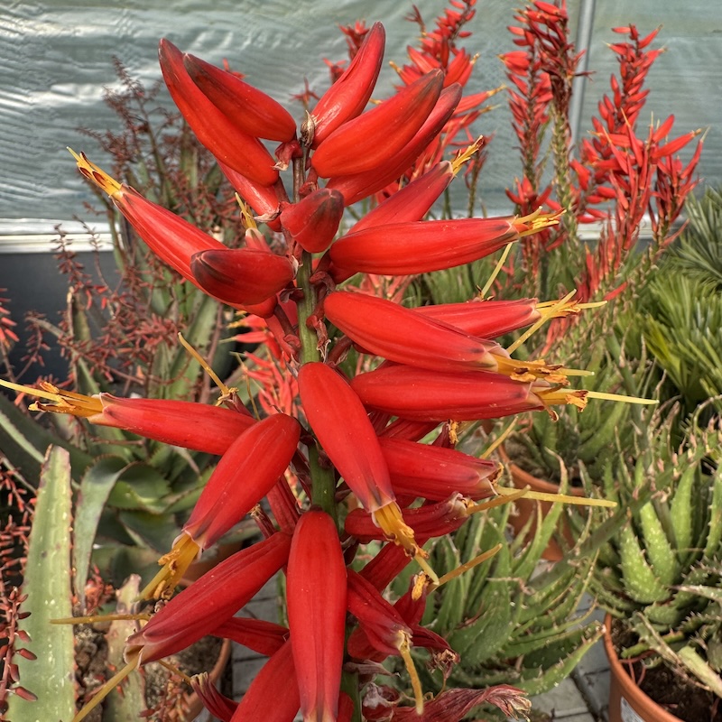 Алоэ гибридное 'Firered Safari'