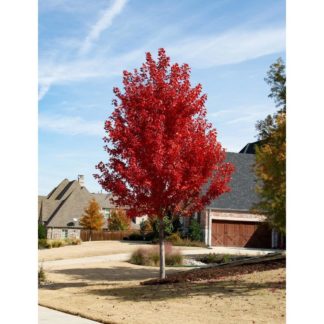 Клен красный 'October Glory'