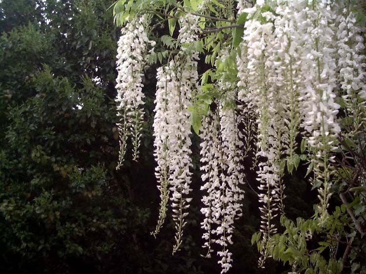 Глициния китайская 'White Silk'