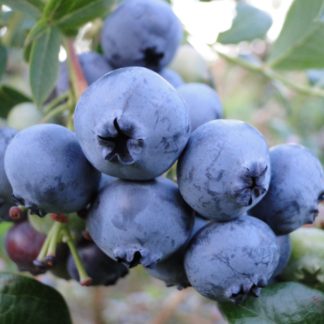 Голубика 'Blue Crop'
