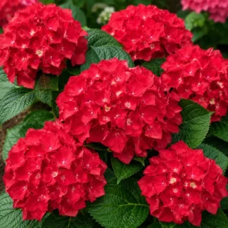 Гортензия крупнолистная 'Royal Red Rouge'