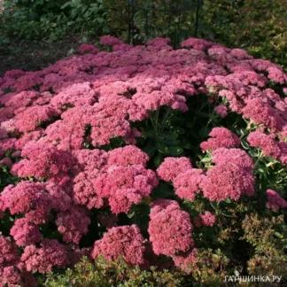 Очиток видный 'Herbstfreude'