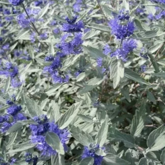 Кариоптерис кландоненский 'Sterling Silver'