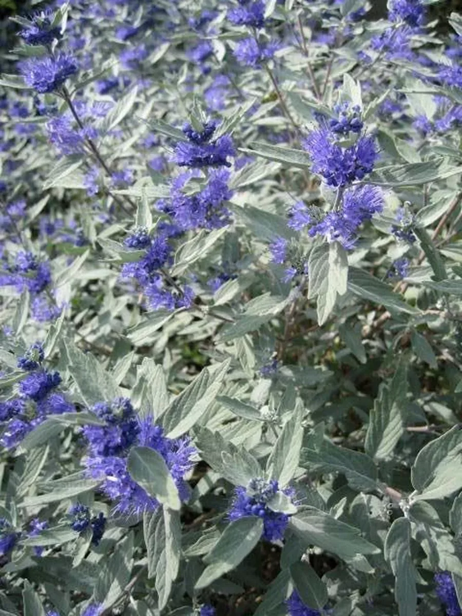 Кариоптерис кландоненский 'Sterling Silver'