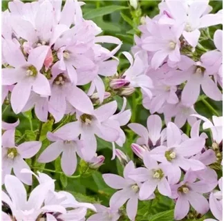 Колокольчик молочноцветковый 'Loddon Anna'