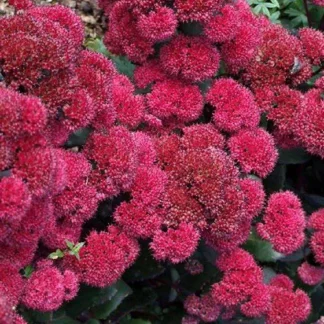 Очиток видный 'Red Cauli'