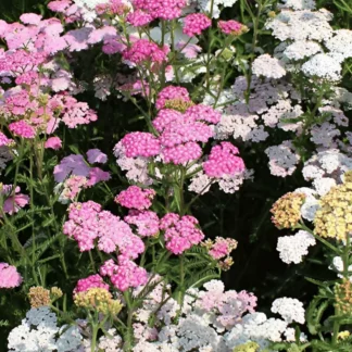 Тысячелистник парковый 'Summer Pastels'
