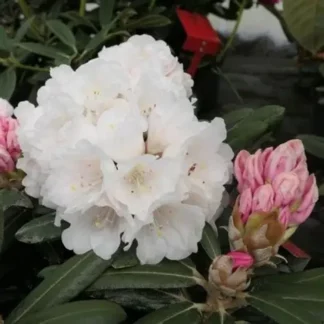 Рододендрон якушиманский 'Edelweiss'