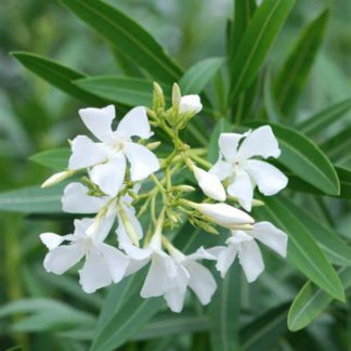 Олеандр обыкновенный 'Bianco Semplice'