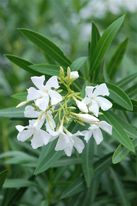 Олеандр обыкновенный 'Bianco Semplice'