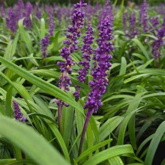 Лириопе мускари 'Royal Purple'